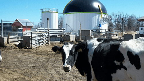 cow on anaerobic-digestion farm