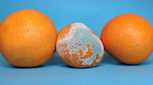 Rotting Oranges