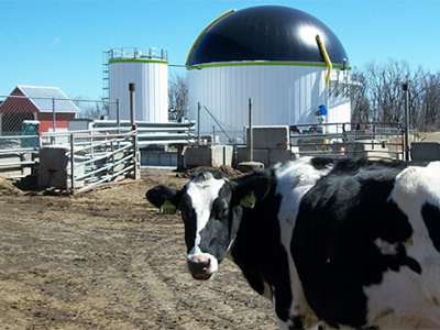 cow on anaerobic-digestion farm
