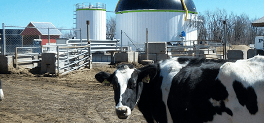 Cow on anaerobic-digestion farm