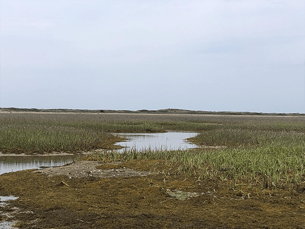 Marsh Wetlands